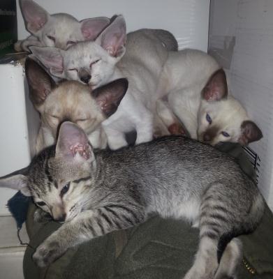 Maritas-Kittens