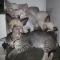 Maritas-Kittens