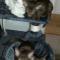 Mellis-kittens