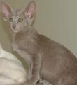 Siamese and Oriental Kittens