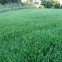 Uploaded by visitor on 3/1/2017 - Soft Leaf buffalo