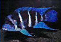 Smith's Aquarium