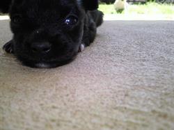 Taggerty Kennels