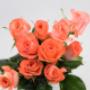 Flowers WA - Perth | Roses Hybrid