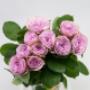 Flowers WA - Perth | Roses Hybrid