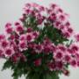Flowers WA - Perth