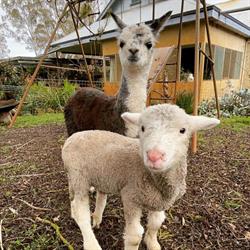 Tinakori Animal Farm