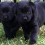 Black Labrador pups