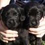 Black Labrador pups