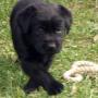 Labrador pups