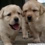 Yellow Labrador pups