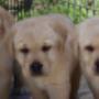 Yellow Labrador pups