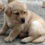 Yellow Labrador pups
