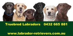 Truebred Labradors
