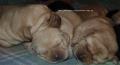 Top Labrador puppies