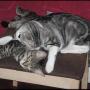 cat minding