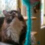 cat minding