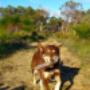 dog walking