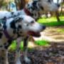 dog walking