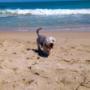 dogwalking