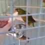 home pet care