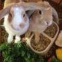 home pet care