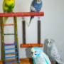home pet care