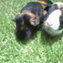 home pet care