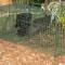 Scrub Turkey
