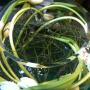 Tulip wrap in fishbowl