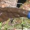 Sludge being pumped out from bottom of a tank