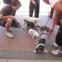 more puppy class