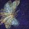 Falena (Moth)