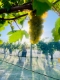 Gippsland Wines are distinctive.
