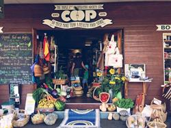 Maple Street Co-op