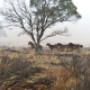 Tumut Brumbies In The Snowies