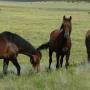 Tumut Brumbies In The Snowies