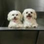 Double trouble