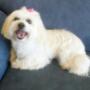 Pretty Miss Molly after her groom