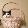 We cater for cats too