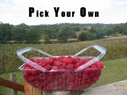 Kinglake Raspberries Pty Ltd