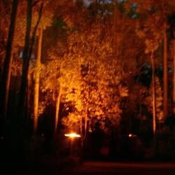 Dwellingup Chalets & Caravan Park