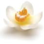 White orchid for relaxation