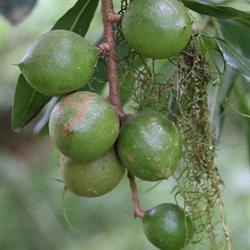 Hand 'N' Hoe Organic Macadamias