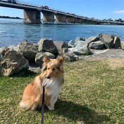 Forster Tuncurry Boarding Kennels & Cattery