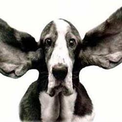 Dog Eared Books
