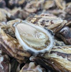 Naeco Blue Seafoods