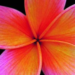 Frangipani Living