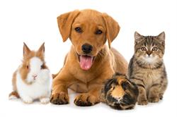 Paw Prints Veterinary Clinic
