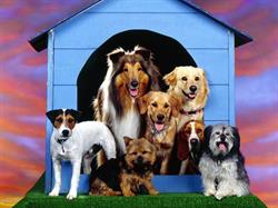 Kent Street Veterinary Clinic